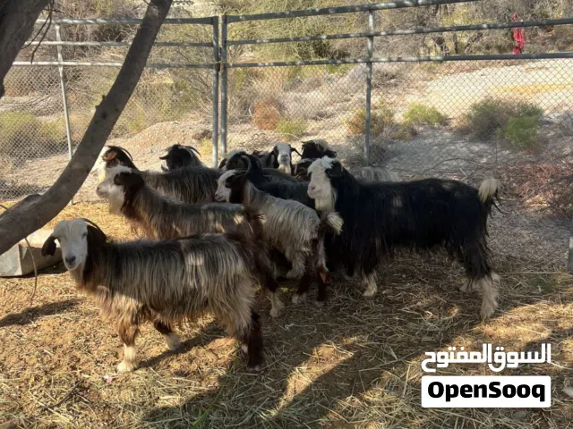 هوش للبيع ما شاءالله