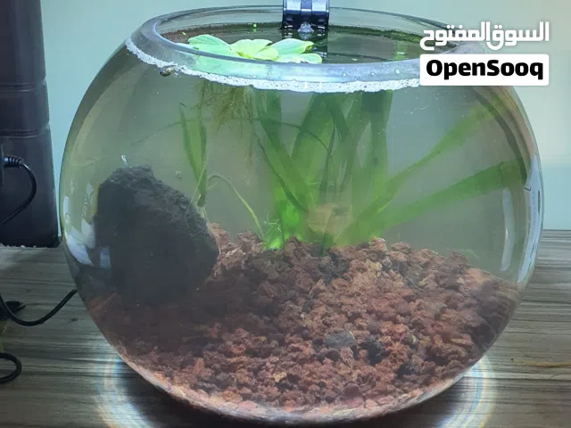 مستلزمات أسماك الزينه بأجود أنواعها
