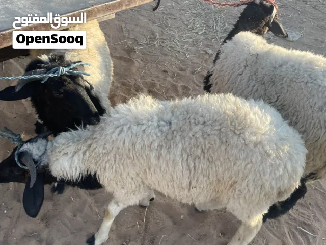 السلام عليكم تلات خرفان لبيع