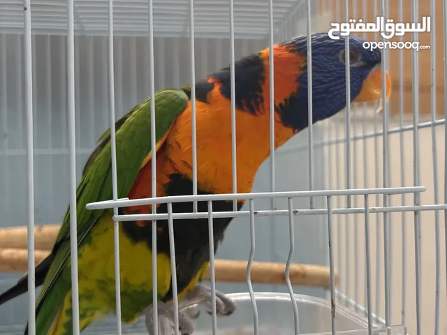 طير لوري متعلم ويتكلم وجداً اليف العمر سنتين