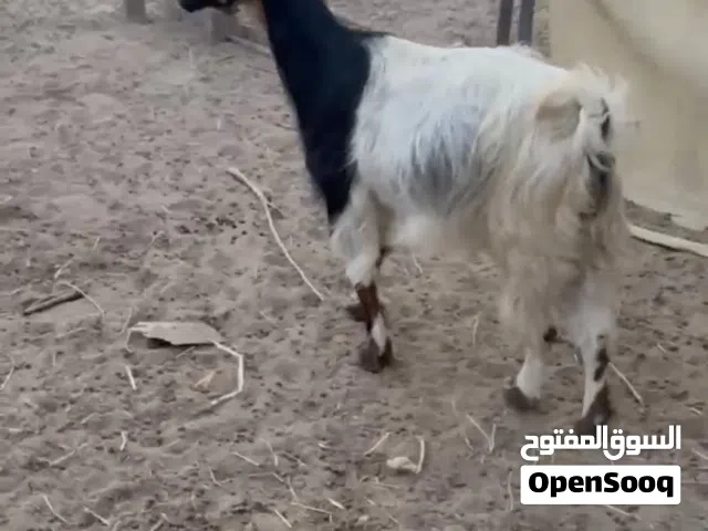 عنز سمينه ما شاء الله مطلوب 80