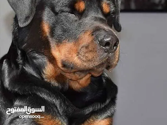 رود رويال صربيا