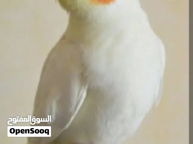 مطلوب انتاية كوكتيل اتكون جاهزة