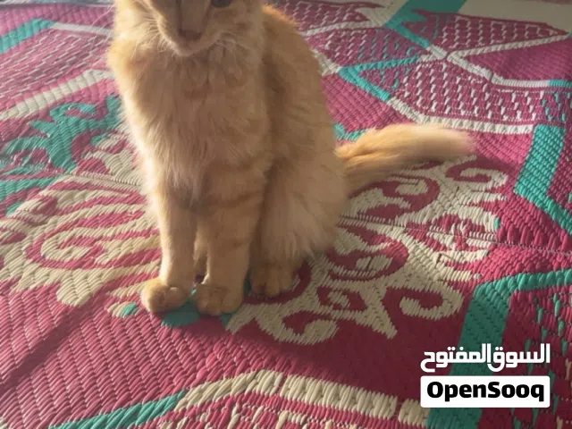 قط شيرازي ذكر