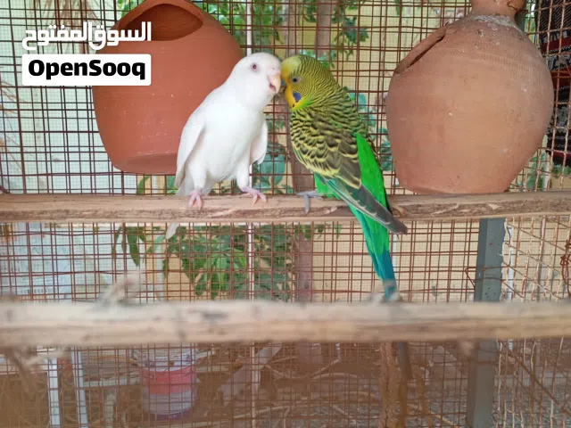 ببغاء الباجي للبيع
