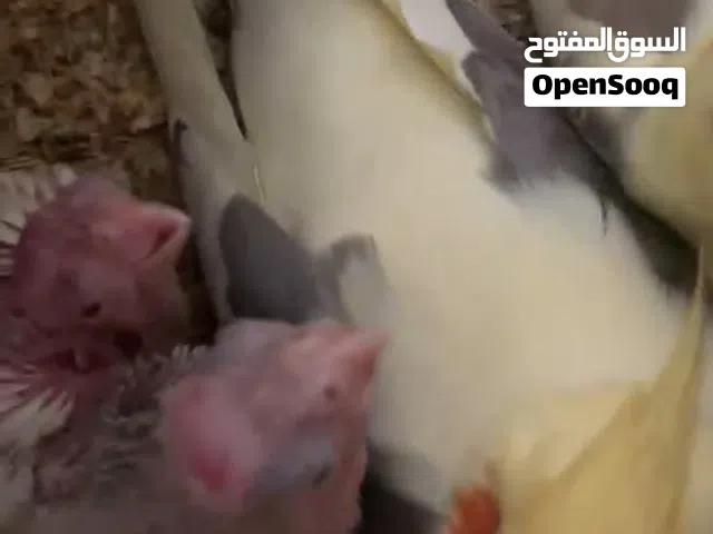 زوج كوكتيل