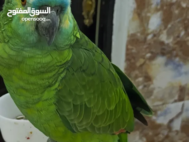 السلام عليكم للبيع كاسكو امزون بلوفرنتد جاكو متكلم