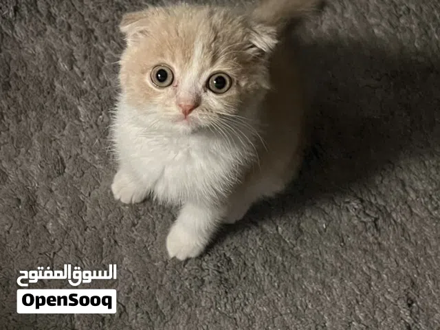 سكوتش فولد للبيع