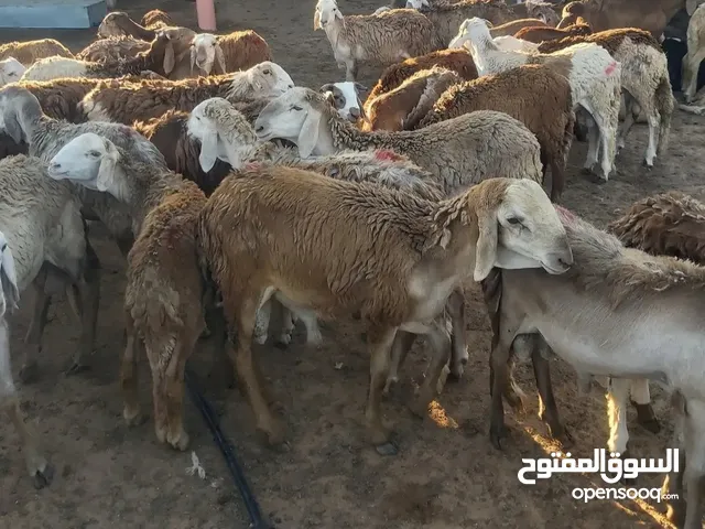 مطلوب حواله خرطوميات بالاجل جميع الضمانات موجوده