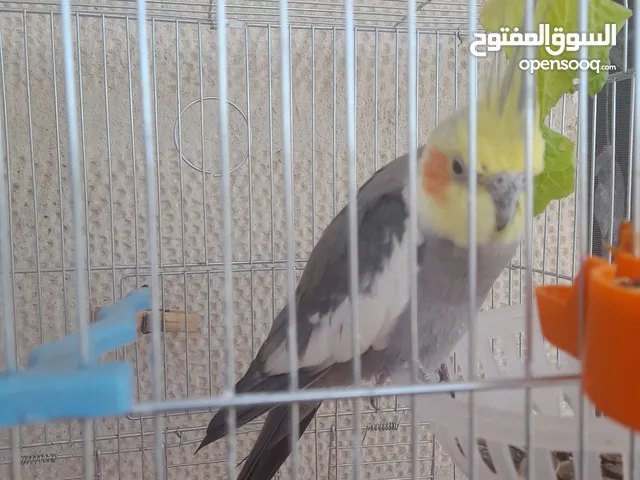 كوتويل ذكر ماشاء الله تبارك الرحمن