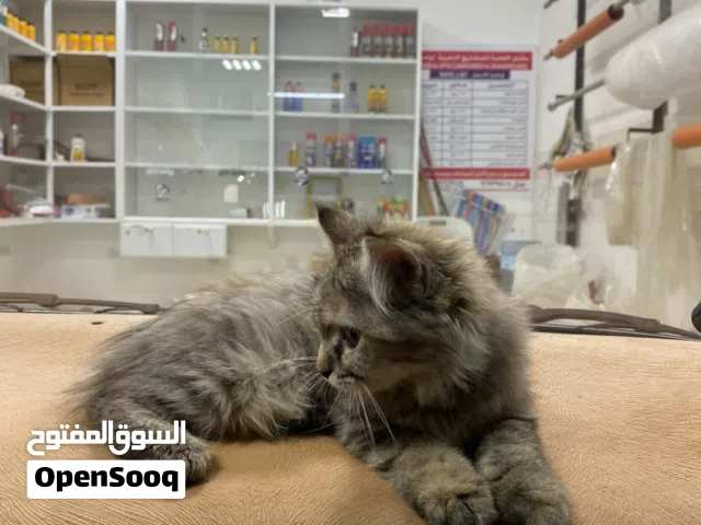 للبيع قط شيرازي