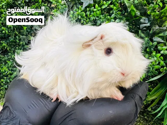 Adorable Long-Haired Guinea Pigs for Sale – Unique Colors!   خنازير غينيا جميلة طويلة الشعر للبيع