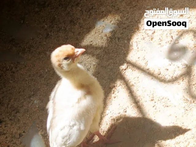افراخ فسيفس