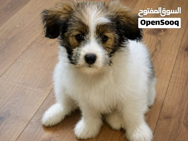 German Maltese