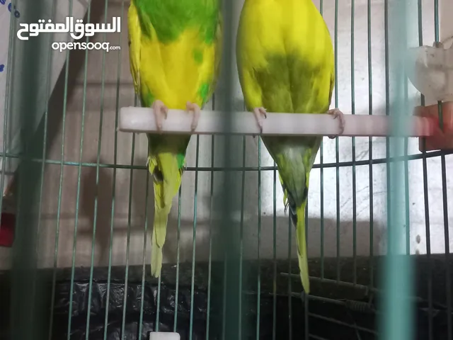 جواز نخب نضافه ريش شغلات بسعر مناسب في جوز تحتي فرخين