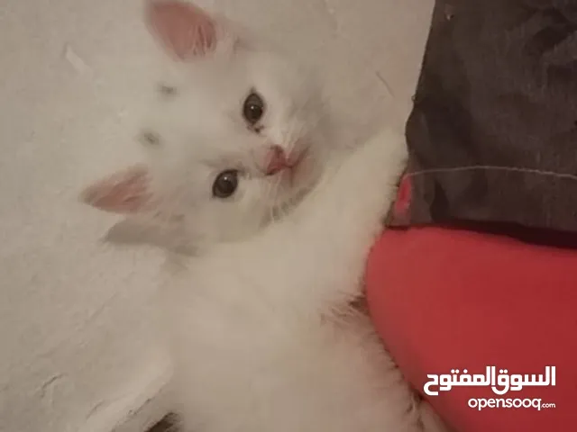 قطوس شيرازي عمره اقل من شهر