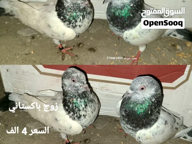 حمام قلاب باكستاني وزوج حضان عرررطه