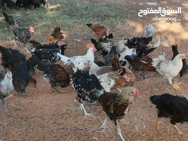 بسم الله الرحمن الرحيم