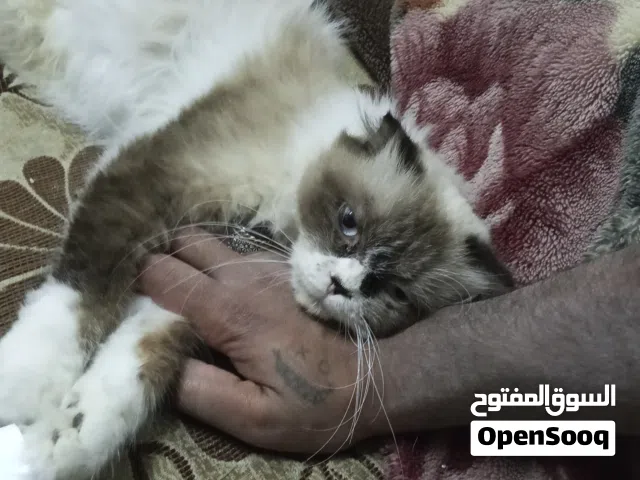 قطط للبيع ذكر وانثى شرازي وهملايه الموقع اربد