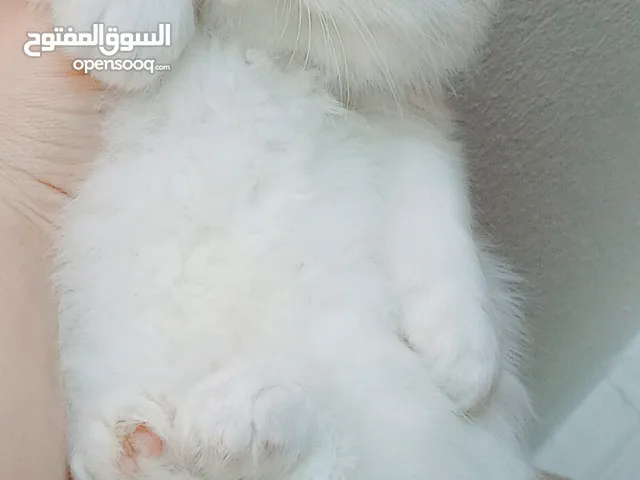 ذكر هيمالايا اورنج بيور 48 يوم مدرب ومطعم حشرات