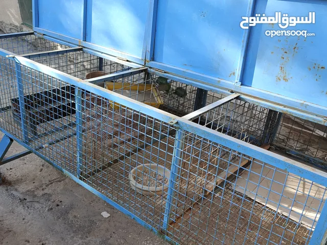 قفص ارانب للبيع تفصيل مرتب