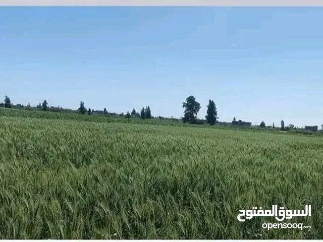 Farm Land for Sale in Fayoum Other