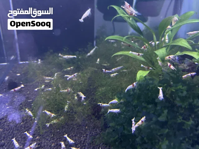 ربيان كارادينا للبيع Caradina shrimp for sale