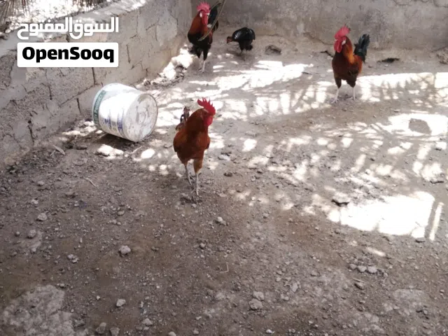مجموعه ديكه محليه