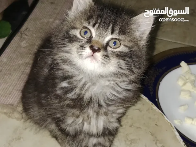 قطتين شيرازي ولد وبنت شهر ونص