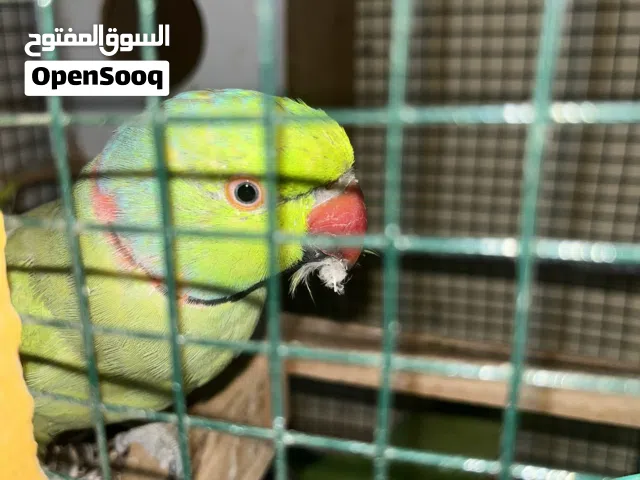 منوه للبيع ذكر اليف مع أنثى غير أليفه