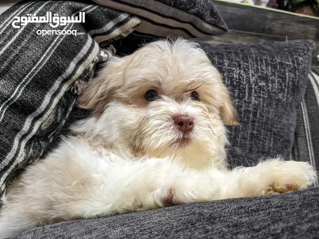 جراوي شيتزو - Shitzu puppies
