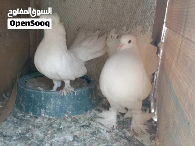 حمام عرايس زينه للبيع وبسعر مناسب