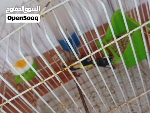 دكر بي ادن الله. قرديل