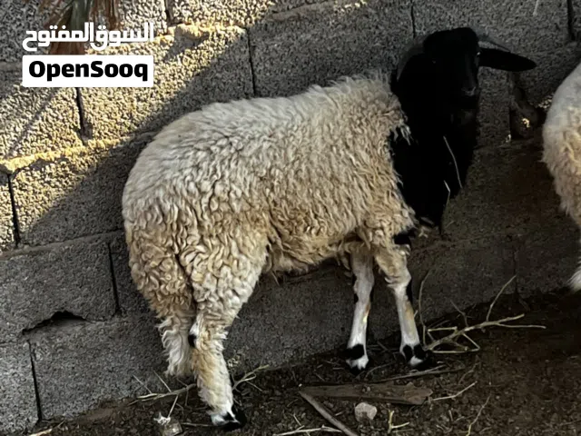 زوز نعاج وفحل وخروف اللهم بارك للي بيكسب حاجة نضيفة وبالضمانة الرقم فالوصف التاني غير شغال