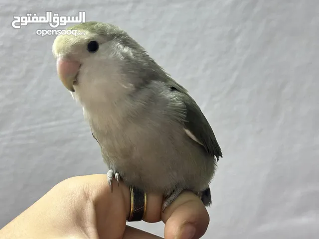 ببغاء روز للبدل عل جوز كنرات