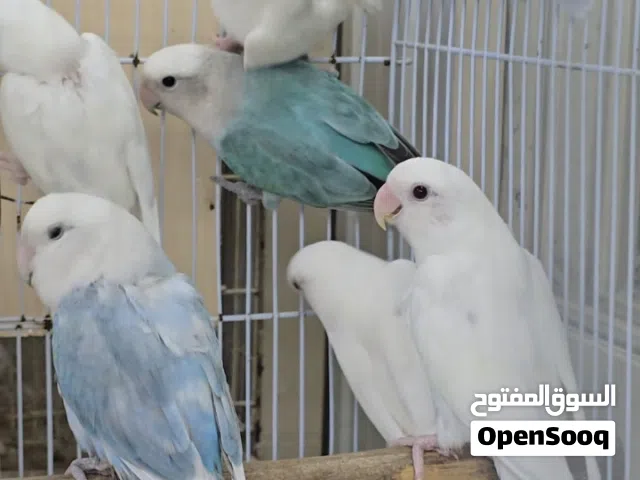 أزواج لوفبيرد أوبلاين
