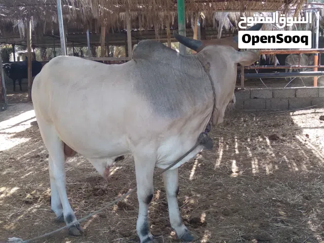 ثور وعجل للبيع
