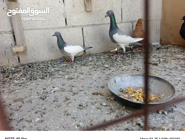 متاح فراخ للبيع كوم