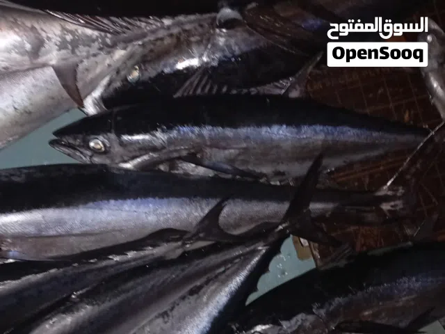 ليخ 36 للبيع ممتازات