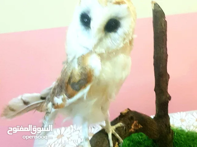 محنطات احترافية للبيع و للإيجار