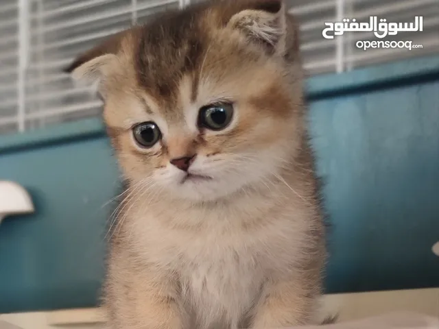 ذكر سكوتش فولد NY25