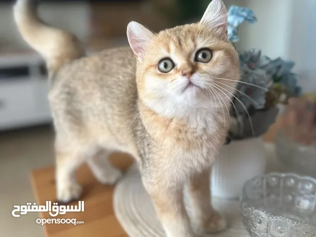 انثى برتش ny11 من اجمل الانواع Beitish short hair