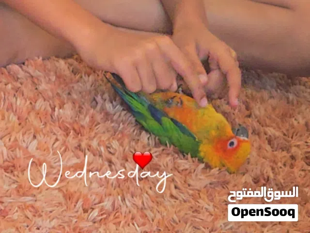 Sun Conure, high-energy, a tame and trained Non-biting, Never bites