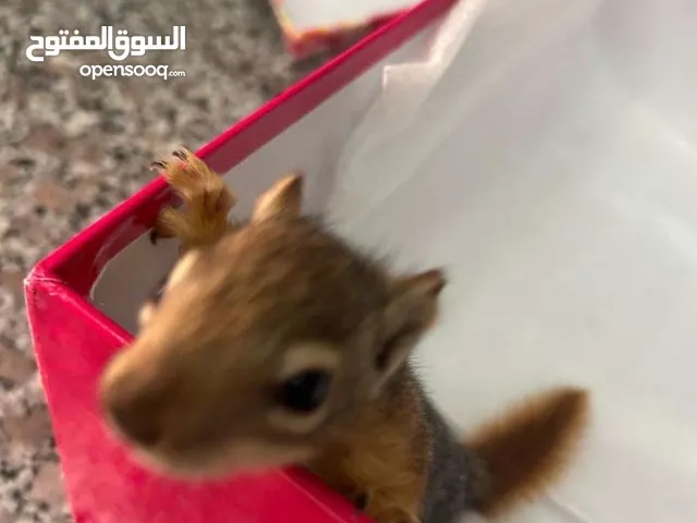 squirrel for sale للبيع سنجاب