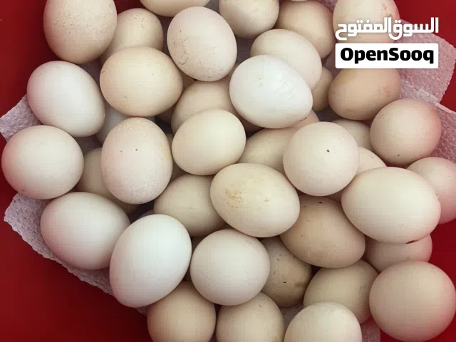 متوفر دحي عربي درجه أوله