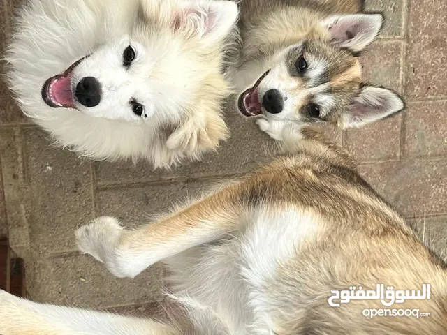 كلاب بومسكي للبيع