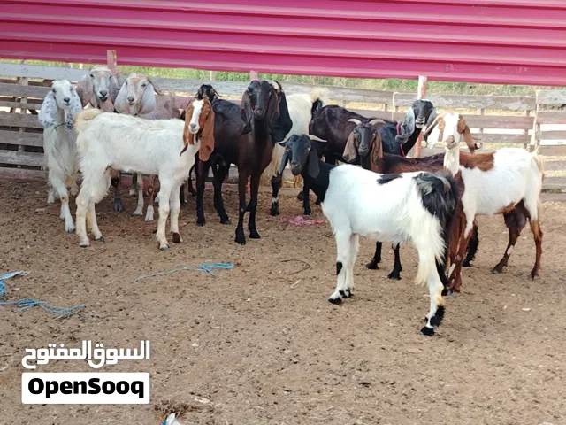 العدد 11 عنز هجين ربي يبارك سنونهم صغار فيهم وحدة عناق مبدلتش تنية وارباع و سدسة و 3 أول جمع الفر مو