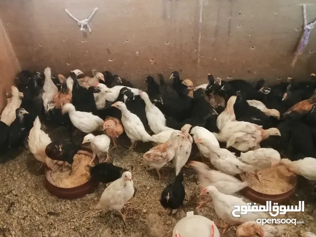 صيصان بلدي العمر شهر
