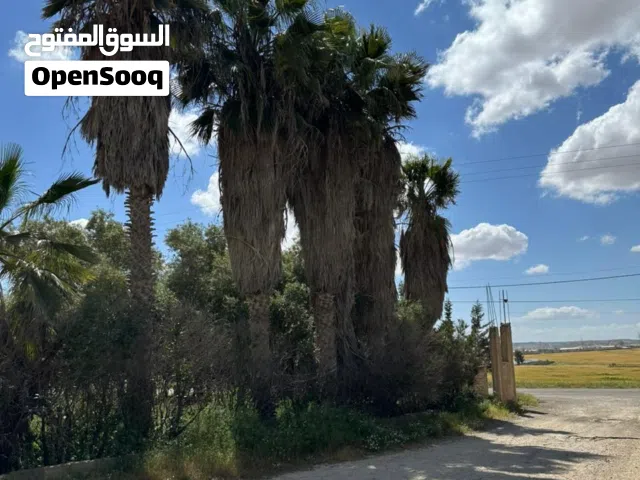 نخيل واشنطونيا للبيع