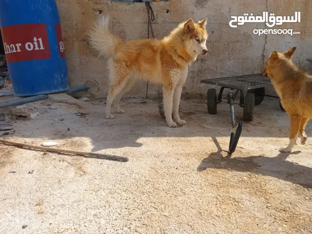 هاسكي ذكر ضخم